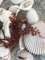 Botryocladia occidentalis