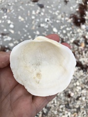 Pegophysema schrammi