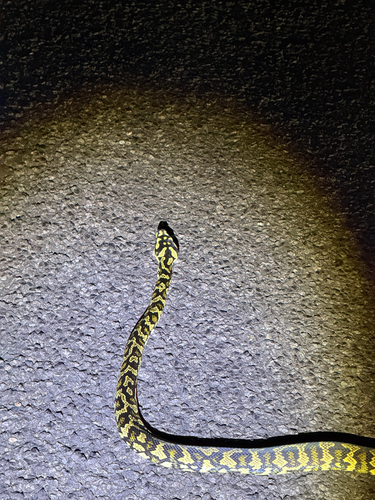 Jungle Carpet Python sighting