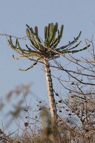 Euphorbia candelabrum, photograph 4