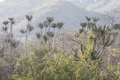 Euphorbia candelabrum, photograph (c) Kristof Zyskowski, some rights reserved (CC BY)