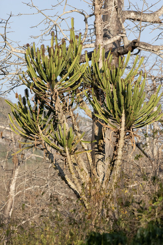 Euphorbia candelabrum, photograph 3