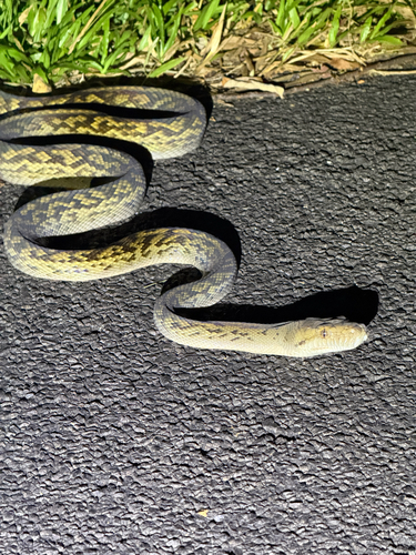 Australian Scrub Python sighting