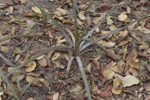 Deinacanthon urbanianum, photograph 4