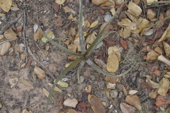 Deinacanthon urbanianum, photograph (c) E Santos Ortega, some rights reserved (CC BY)