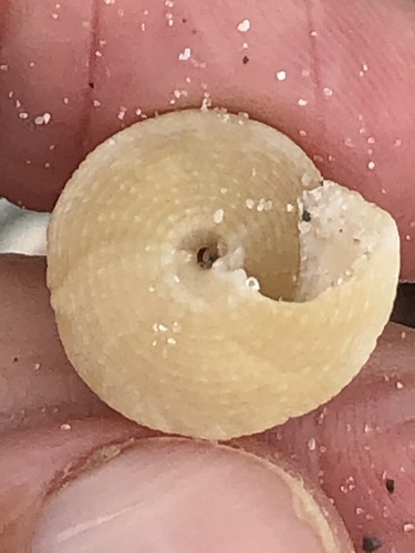 Calliostoma image