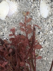 Botryocladia occidentalis