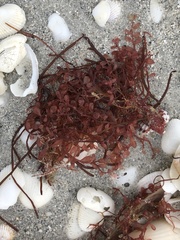 Botryocladia occidentalis