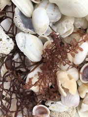 Botryocladia occidentalis