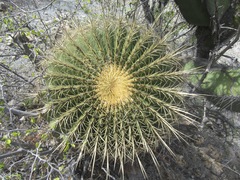 Ferocactus histrix