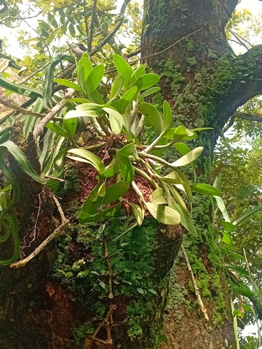 Myrmecophila grandiflora, photograph 2