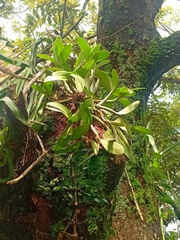 Myrmecophila grandiflora, photograph (c) Oscar Israel Rodríguez Ortiz, some rights reserved (CC BY)