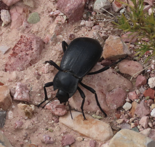 Stenomorpha obliterata