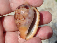 Cypraecassis testiculus