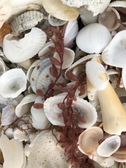 Botryocladia occidentalis