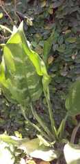 Aglaonema modestum
