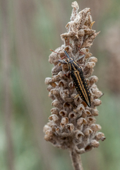 Rhinotia lineata