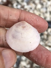 Semele proficua