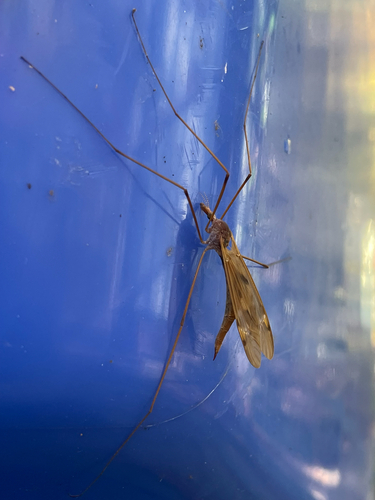 Unknown species found near S Carlin Springs Rd, Arlington, VA, US