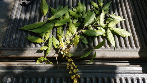 Fairchildia panamensis image