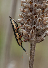 Rhinotia lineata