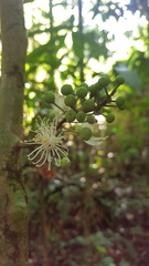 Swartzia zeledonensis