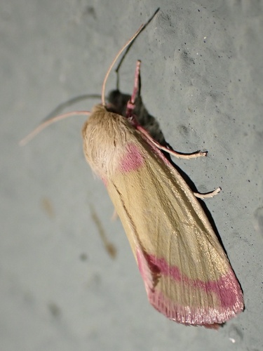 Heliocheilus toralis photo 2