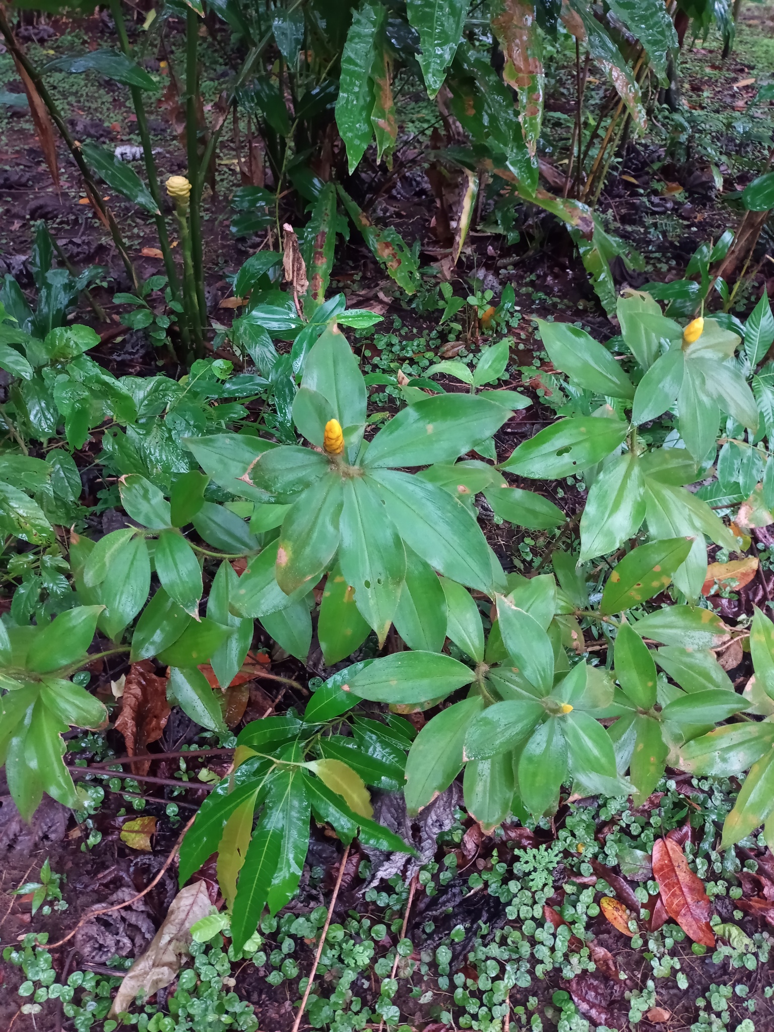 Costus lasius Loes.