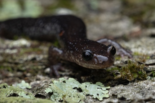 Shenandoah Mountain Salamander, Plethodon virginia