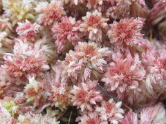 Sphagnum subtile