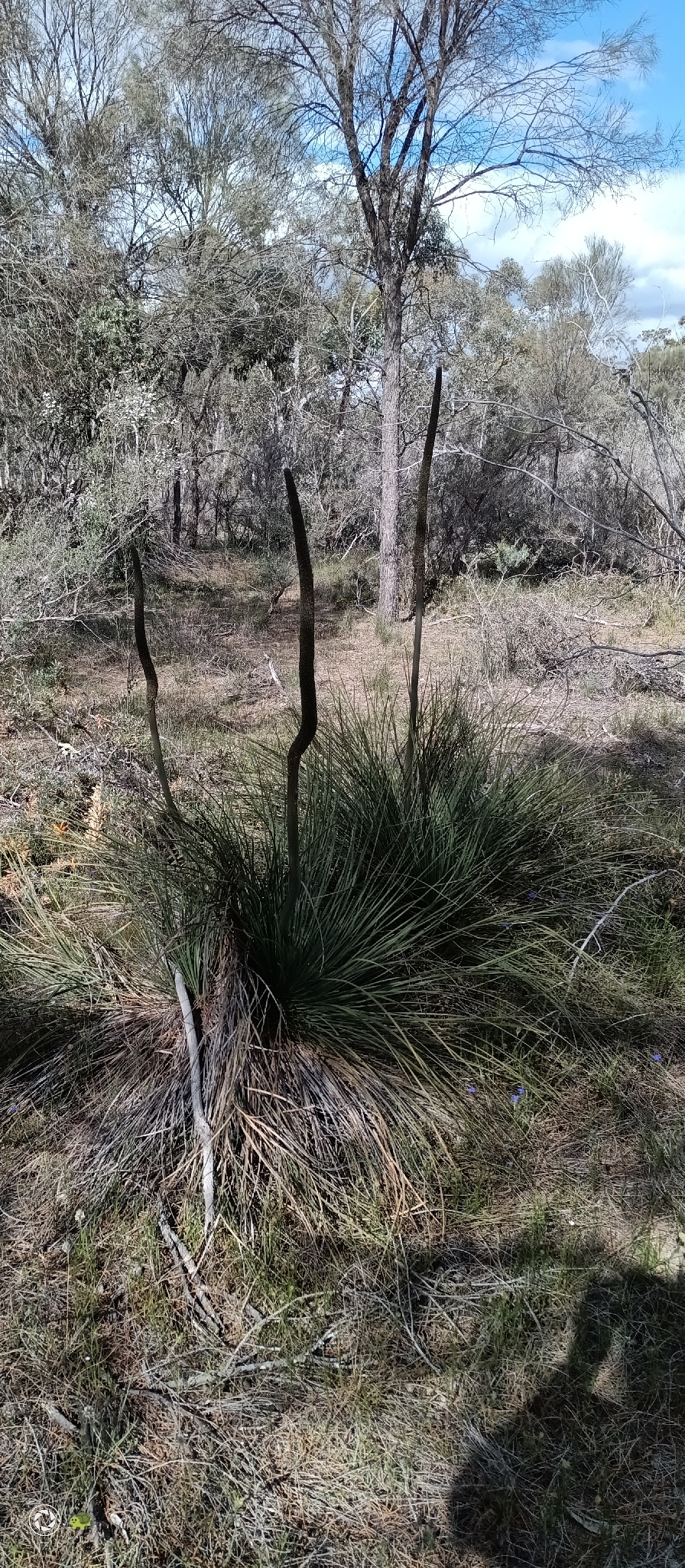 Xanthorrhoea brevistyla