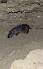 Simon's Spiny-Rat photo 4