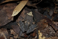 Platymantis corrugatus