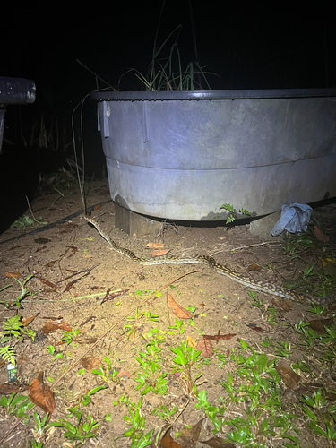 Australian Scrub Python sighting