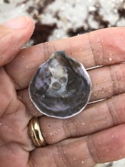 Anomia simplex image