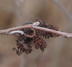 Taphrina robinsoniana