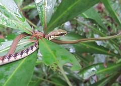 Dendrelaphis schokari