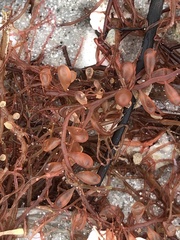 Botryocladia occidentalis