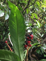 Ouratea crassinervia