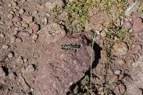 Canyon Grasshopper photo 5