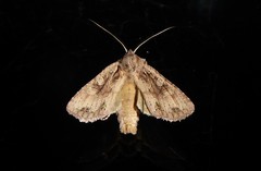 Ichneutica averilla