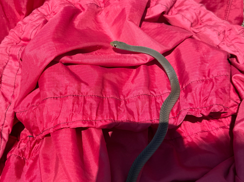 Yellow-faced Whipsnake sighting