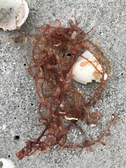 Botryocladia occidentalis