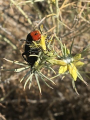 Lytta vulnerata