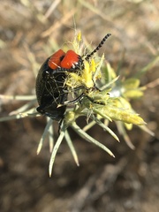 Lytta vulnerata