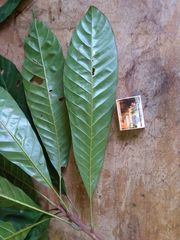 Chrysophyllum colombianum