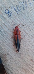 Semiotus illustris