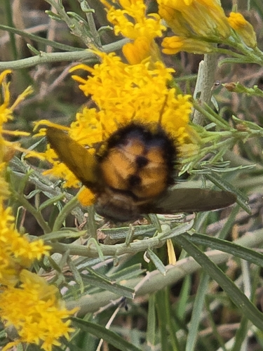 Unknown species found near Zion National Park, Zion, Washington County, US-UT, US