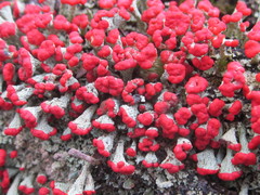 Cladonia incrassata