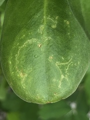 Cucumber mosaic virus